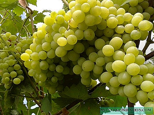 Aleshenkin variedade de uva - uma escolha para condições russas