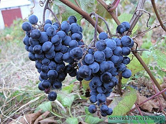 Grape variety Amur breakthrough: description and features of growing