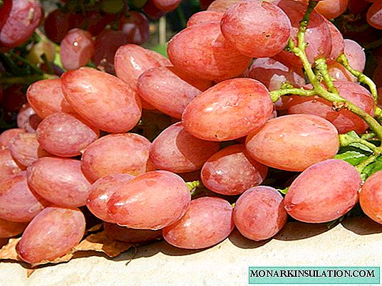 ブドウ品種リビア：特性、特に植え付けと手入れ