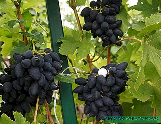 Variedade de uva Viking - descrição da variedade, especialmente plantando e cultivando