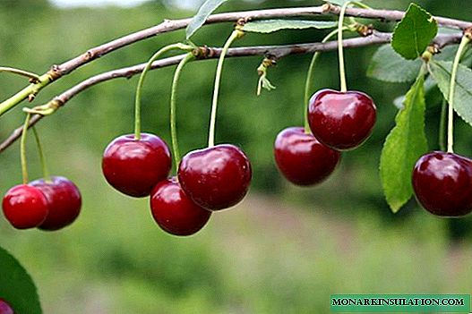 Blackcork cherry variety: description and features of care
