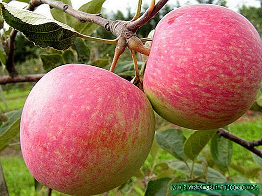 Variedade de macieira Wellsie, também conhecida como Abundante