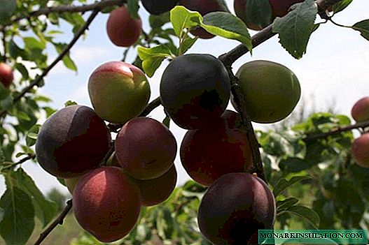 Variedades y tecnología agrícola de albaricoque negro.