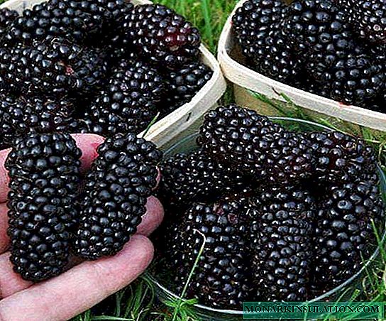 Variedades de amoreira com frutos pretos: cultivo, cuidados, descrição, características e críticas
