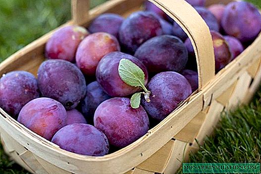 Varieties of plums for the Leningrad region