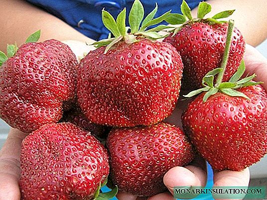 Varietal features of the Bogotá variety, how to grow this delicious strawberry