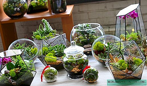 Crearea unei grădini într-o sticlă: un atelier de amenajare a florariumului