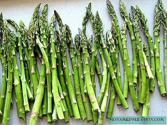 Asparagus Argentel: description of the plant and tips for caring for it