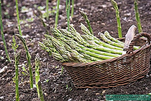 Asparges: hvordan dyrke en eksotisk grønnsak