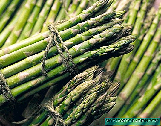 Asparagus: features of growing seedlings and other methods of reproduction