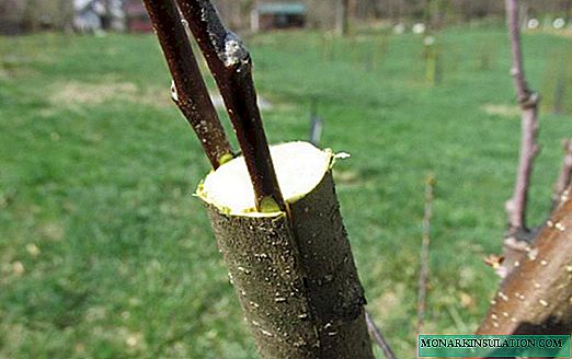 Methods and terms for grafting an apple tree