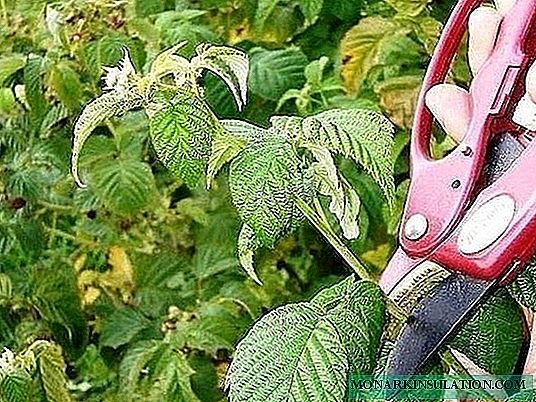 Raspberry pruning methods: autumn, spring, summer and double