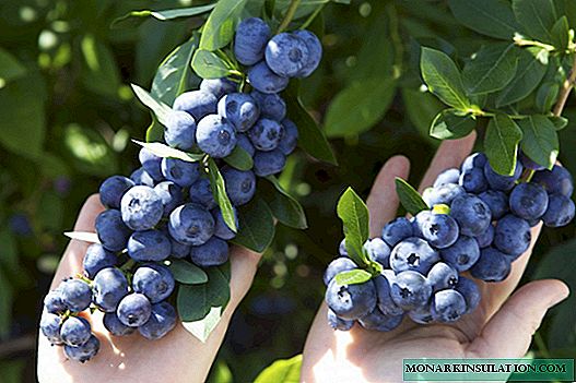 Blueberry-vermeerderingsmethoden: de meest populaire en veelbelovende
