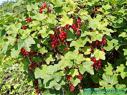 Methods of propagation of red currant, their pros and cons
