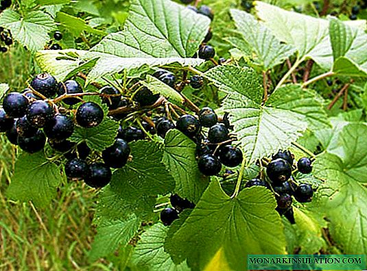 Methods of propagation of currants by season: cuttings, layering, division of the bush