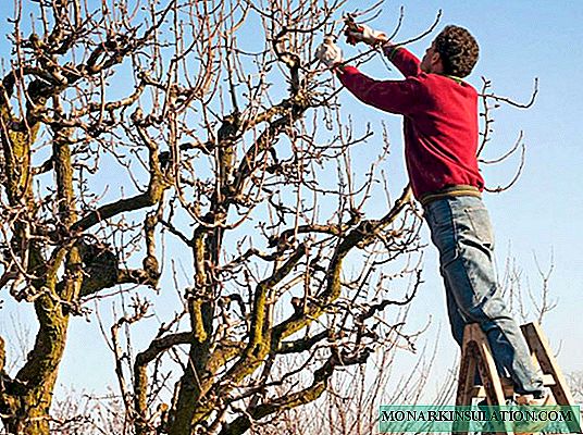 Términos de poda de pera: cómo ayudar a un árbol, no destruirlo