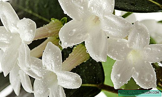 Stefanotis: what care does Madagascar jasmine need for flowering at home