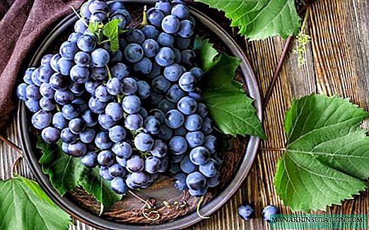 Atos table grapes: its advantages and disadvantages, care features
