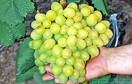 Stolno grožđe Kesha: opis, nijanse sadnje i njege