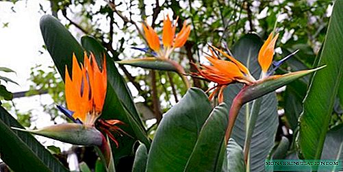 Strelitzia - "bird of paradise"