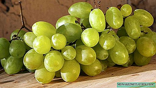 Luz en manos de la gente: sobre la variedad de uva Zarnitsa