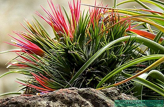 Such a different tillandsia: how to care for a moody plant