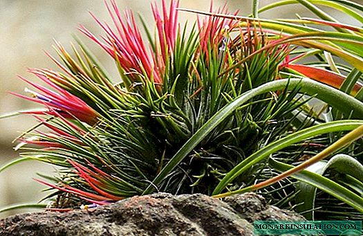 Böyle farklı bir tillandsia: karamsar bir bitki bakımı nasıl