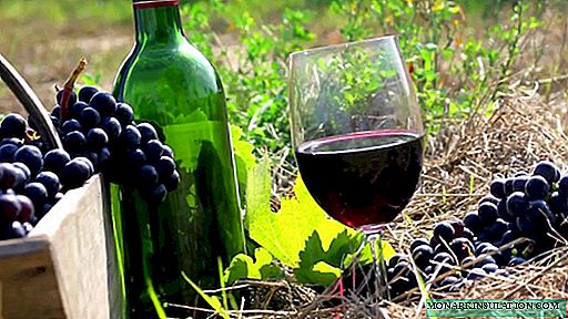 Variedades técnicas de uva: cómo "cultivar" vino sabroso