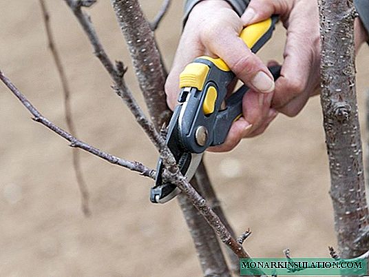 Cherry pruning technology in the fall: diagrams and instructions for beginners