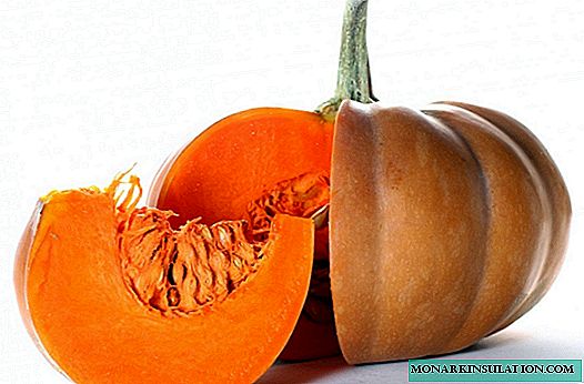 Pumpkin without seedlings: a troublesome way to get a crop