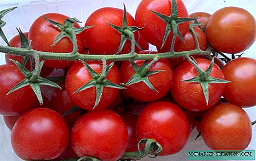 Rajčica od rajčice: sorta s izvrsnim karakteristikama