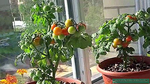 Tomato Balcony miracle - we get tomatoes without leaving home!