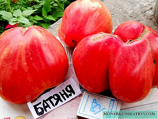 Tomato Batyania - odrůda sibiřského charakteru