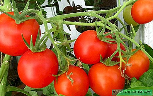 Recheio de tomate branco - uma variedade antiga e bem merecida