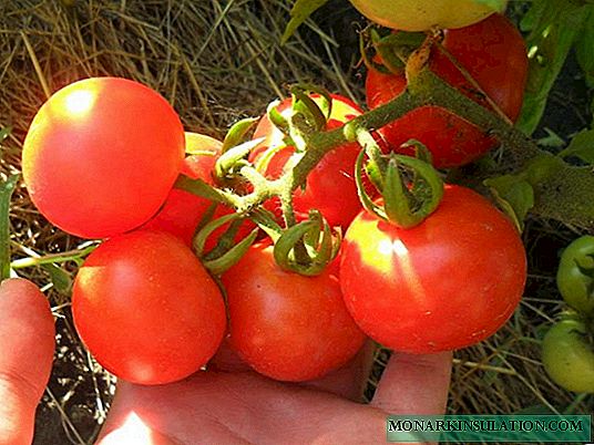 Tomat Bobcat - hibrida Belanda yang bermanfaat