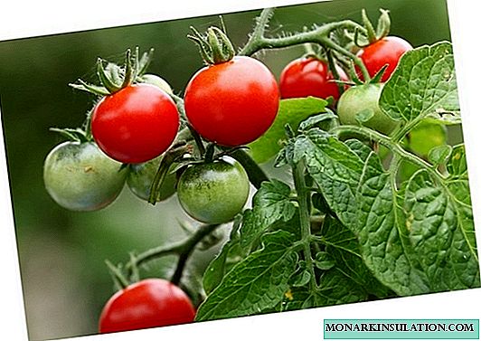トマト盆栽：少なくとも窓辺で育つ！