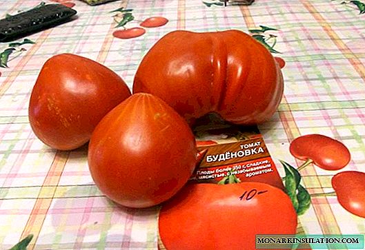 Tomate Budenovka: características de la variedad y características del cultivo.
