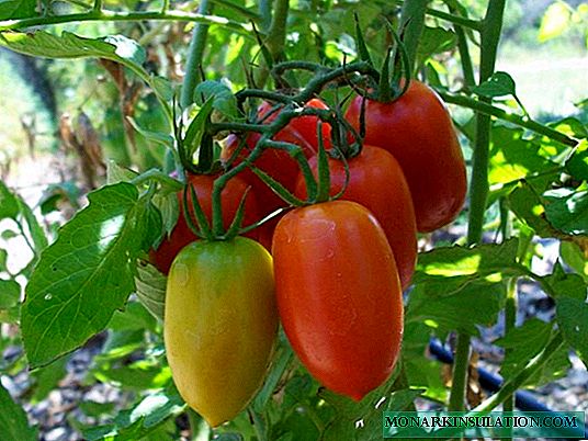 الطماطم المكوك - مجموعة متنوعة في وقت مبكر الباردة مقاومة
