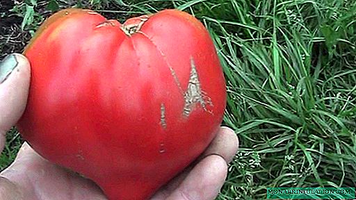 Tomato mirakel af jorden: en sort med kæmpe frugter