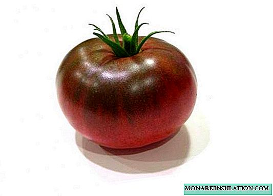 Tomato Black Prince: como generoso hóspede estrangeiro para uma boa colheita