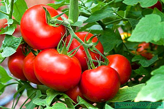 Dubrava de tomate: como obter uma boa colheita