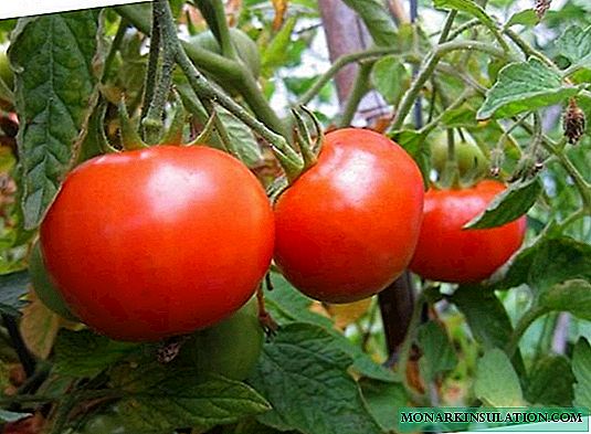 Gina Tomato: une variété prometteuse de Hollande