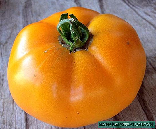 Tomato Persimmon - a variety that justifies the name