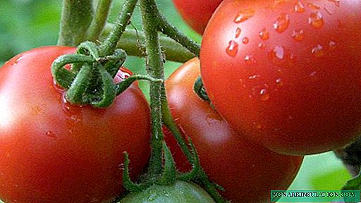 Liana de tomate - uma maravilhosa variedade de decapagem