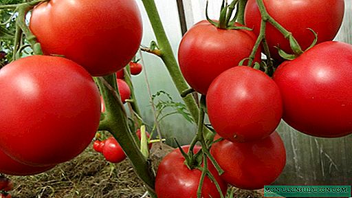 Tomate Lyubasha - a primeira colheita em seu jardim