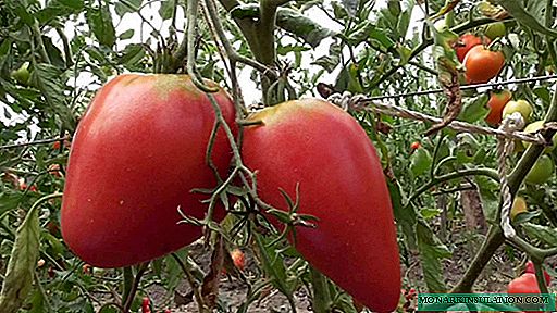 Tomato Mazarin - dandy inteligente en el jardín!