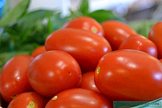 Tomato Novice: een grote variëteit voor conserven