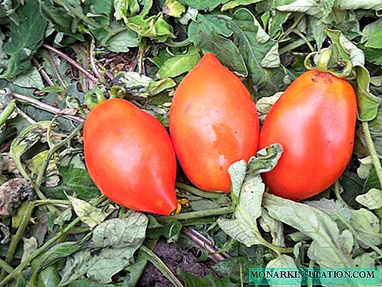 Tomatenrakete: eine Sorte, die seit Jahrzehnten getestet wird