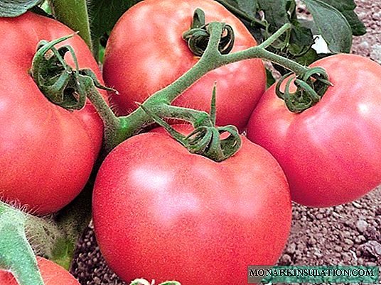 Tomato Pink flamingo: we grow a delicious variety in our beds