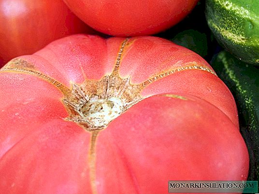 トマトピンクエレファント-ベッドで素晴らしい収穫！